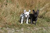 BOULEDOGUE FRANCAIS 218